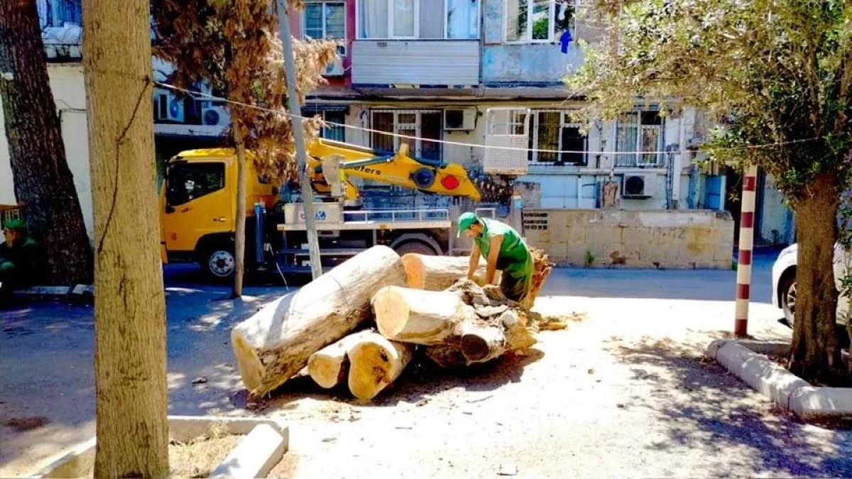 Nəsimidə kəsilən ağacların yerinə yeniləri əkilir - FOTOLAR